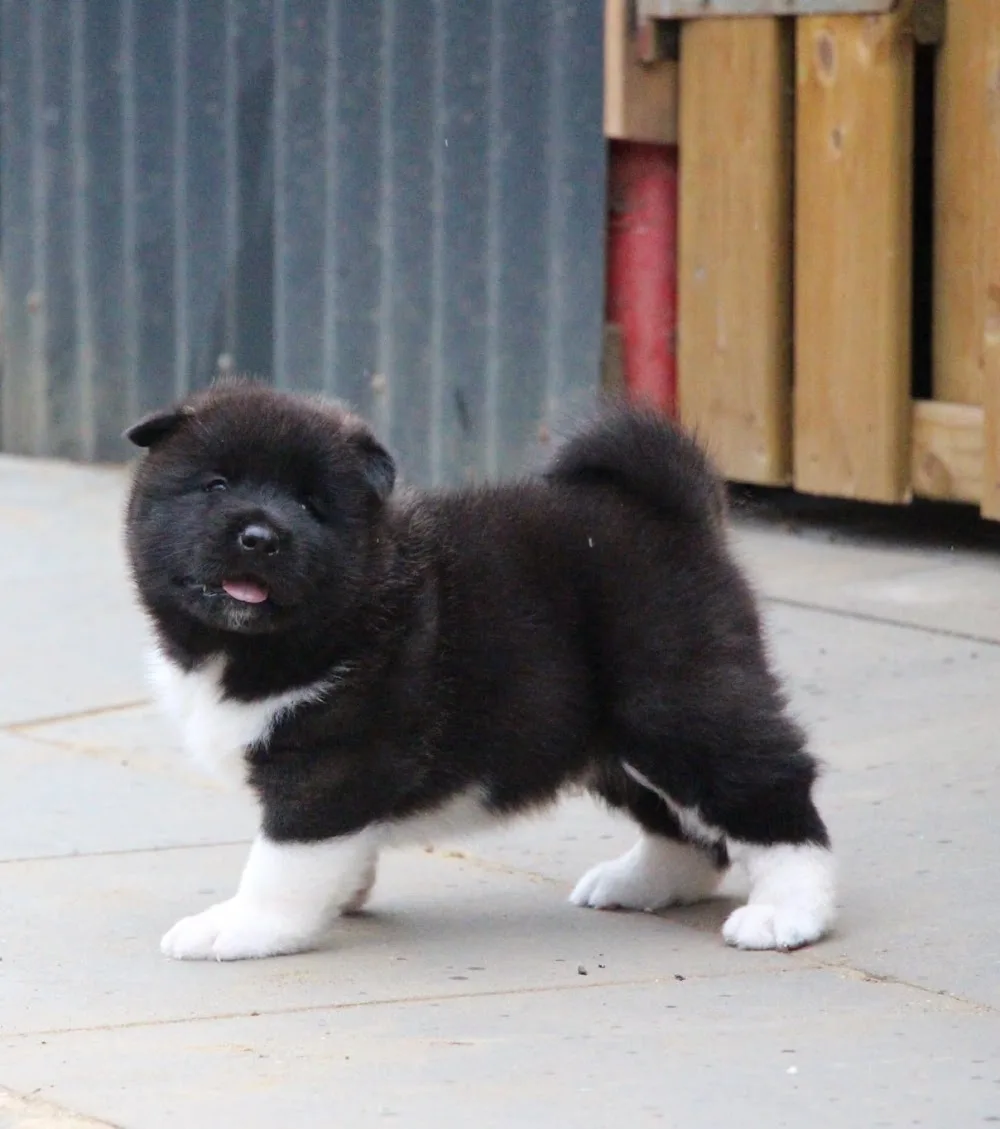 American Akita kennel. - Molenstede-Diest pet otel görseli 3