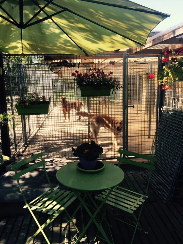 Aux Petits Soins - Molenstede-Diest pet otel görseli 3
