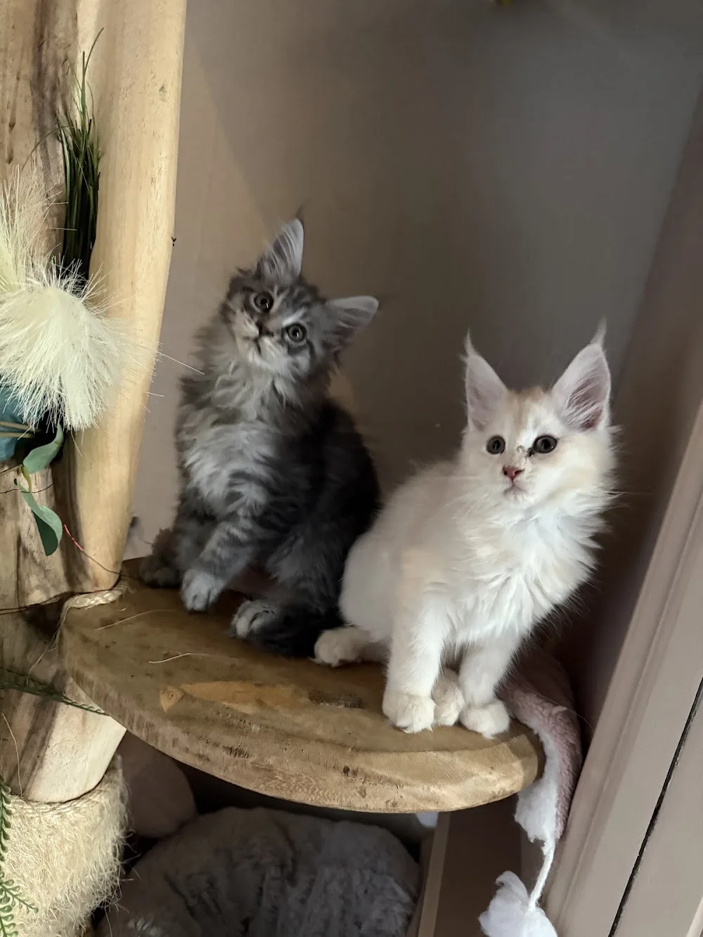 Cattery en kattentrimsalon ‘t spoortje - Molenstede-Diest pet otel