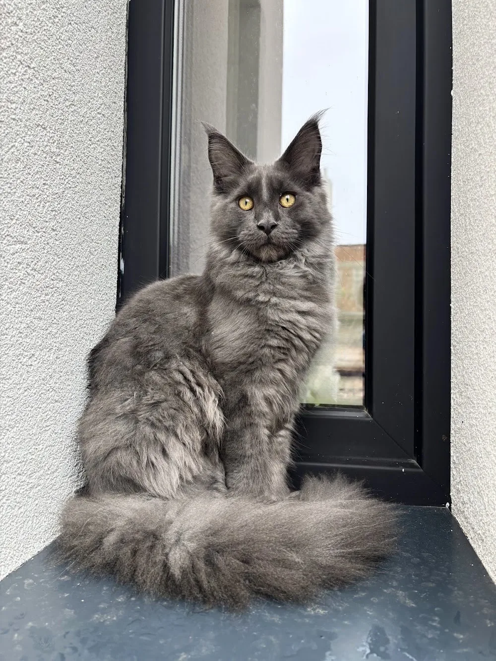 Cattery en kattentrimsalon ‘t spoortje - Molenstede-Diest pet otel görseli 3