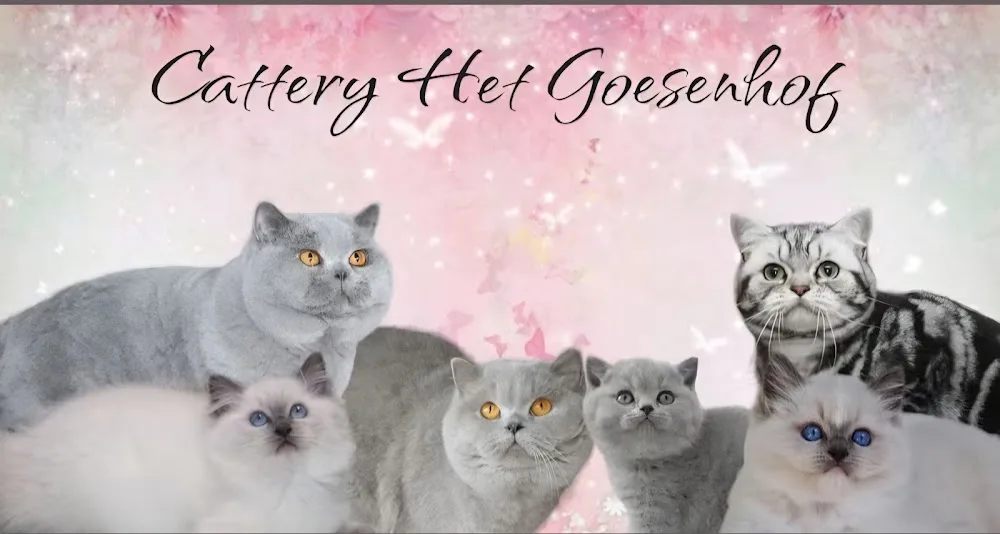 Cattery Het Goesenhof - Molenstede-Diest pet otel