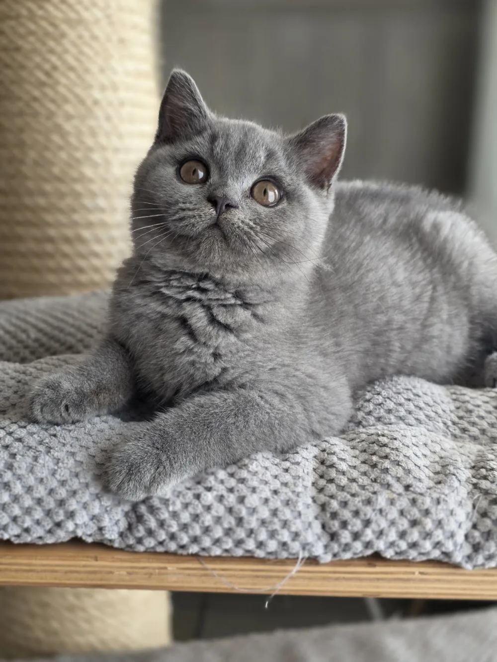 Cattery Het Goesenhof - Molenstede-Diest pet otel görseli 3