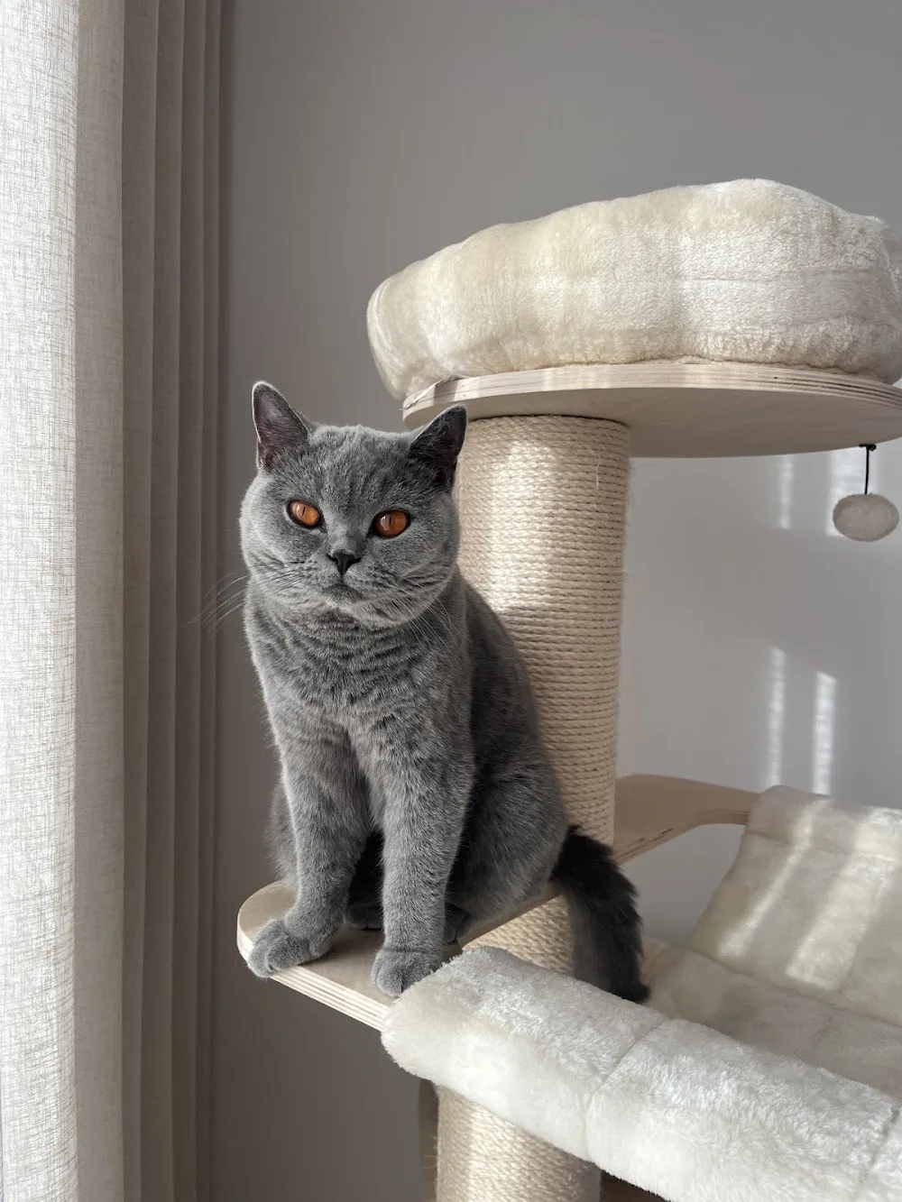 Cattery van 't Hageland - Molenstede-Diest pet otel