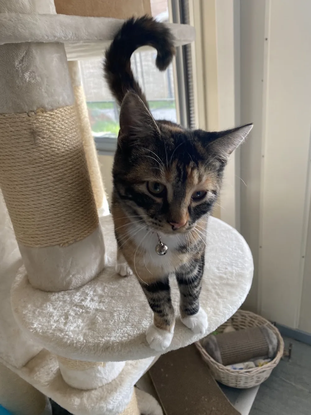 De kattenlounge - Molenstede-Diest pet otel görseli 6