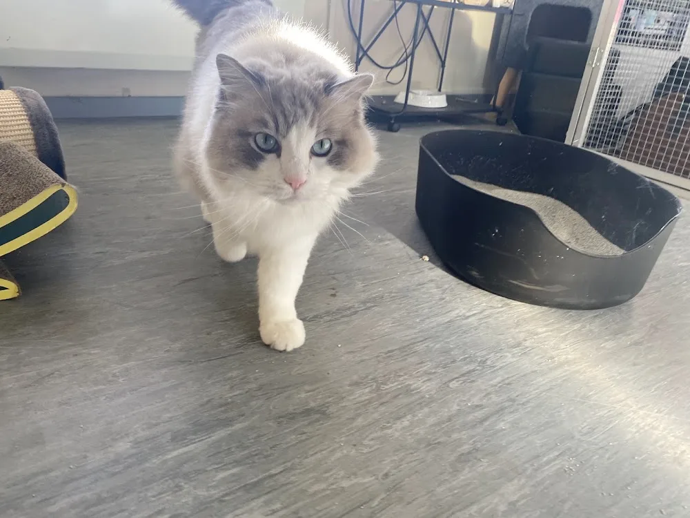 De kattenlounge - Molenstede-Diest pet otel görseli 7