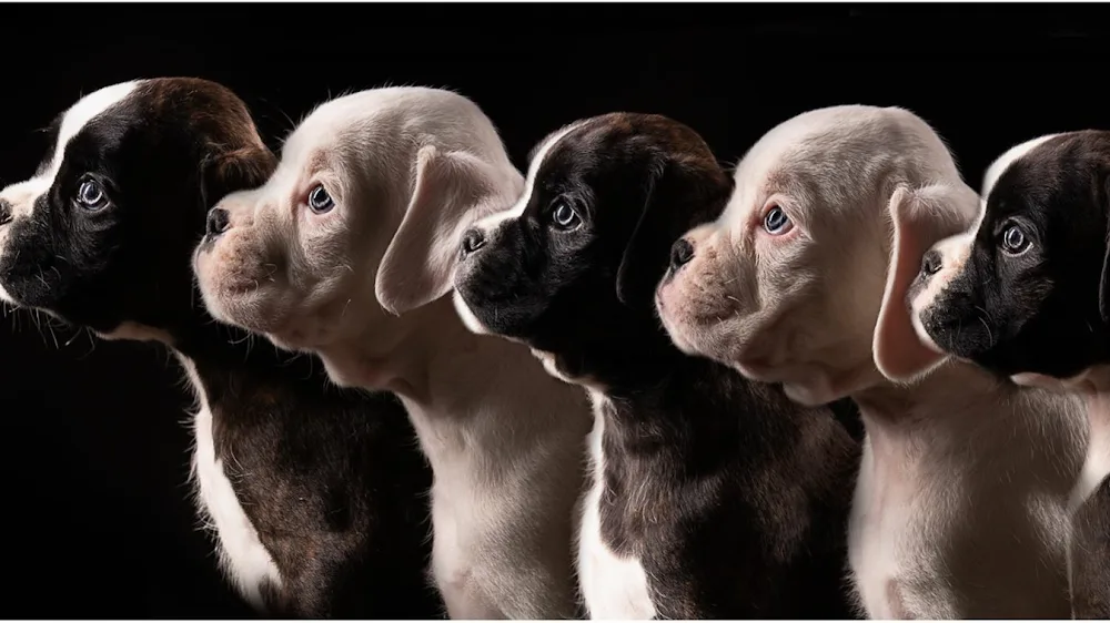 hindra’s hoeve boxerkennel en pension - Molenstede-Diest pet otel görseli 6