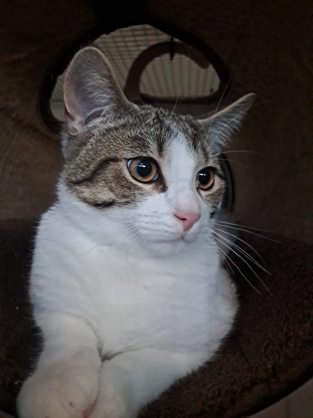 Kattenhotel DeHuiskat - Molenstede-Diest pet otel görseli 6