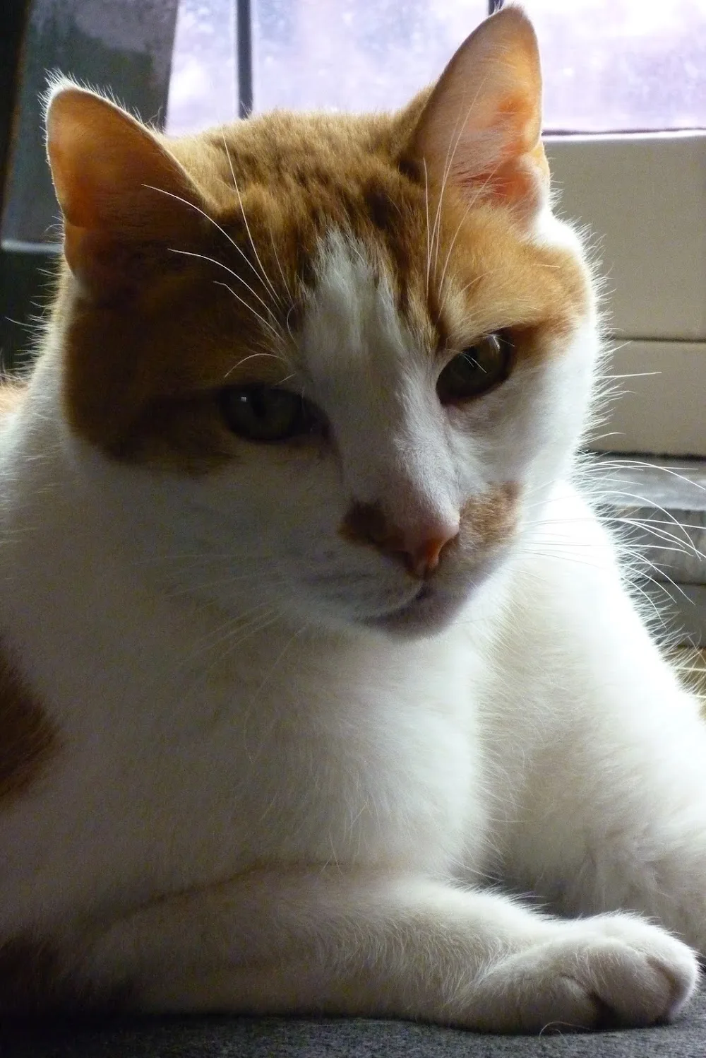 Kattenhotel DeHuiskat - Molenstede-Diest pet otel görseli 7