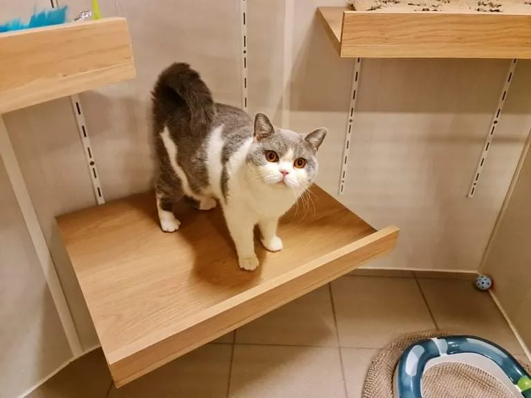 Kattenhotel / Kattenpension : "Chez Chopin" te Diest - Molenstede-Diest pet otel görseli 6