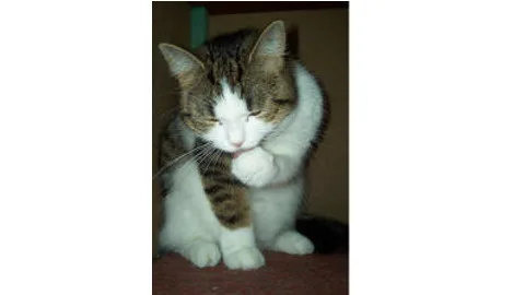Kattenpension Prestige - Molenstede-Diest pet otel görseli 2
