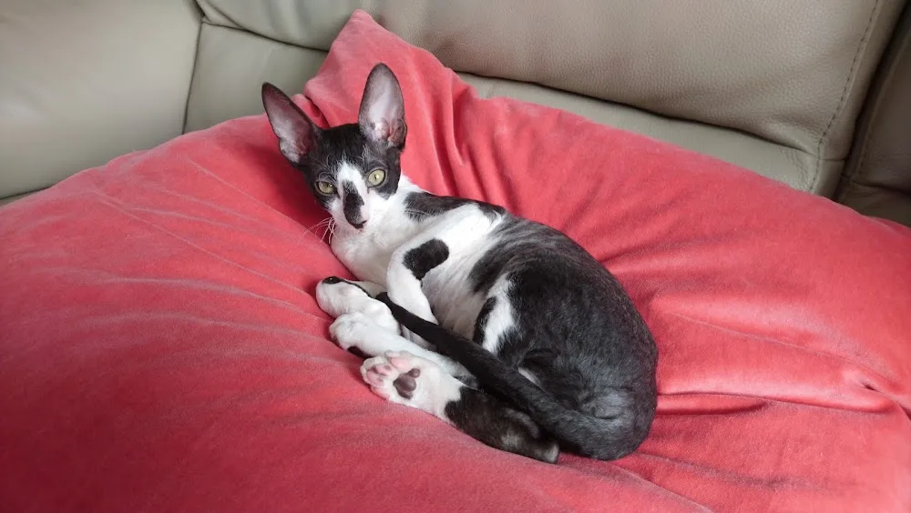 Kattenpension Prestige - Molenstede-Diest pet otel görseli 3