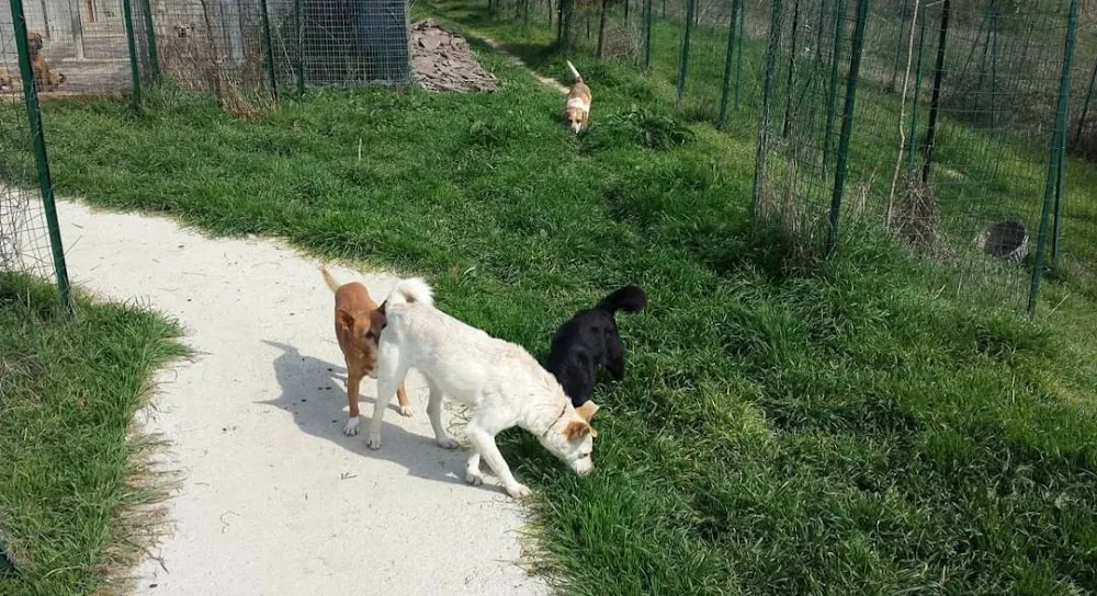 Il Re degli Animali - Molise pet otel görseli 3