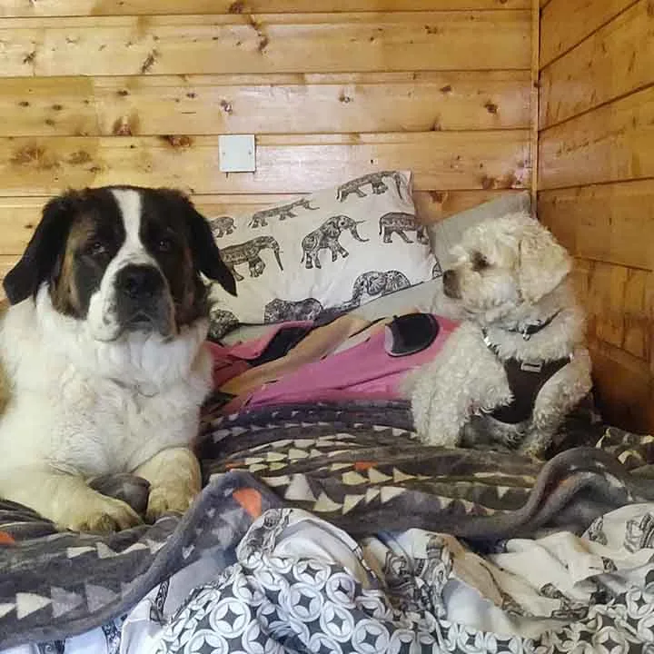 Happy Dogs Guesthouse - Monaghan pet otel