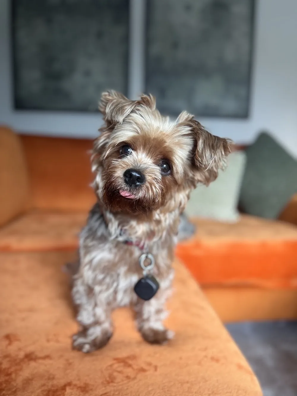 Hank’s Haven - Monmouthshire pet otel görseli 3