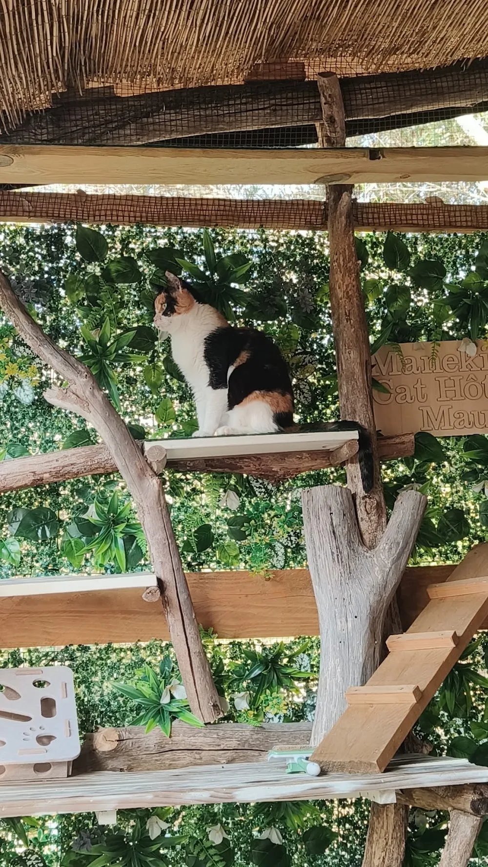 Maneki Neko Cat Hôtel des Maures - Montfuron pet otel görseli 3