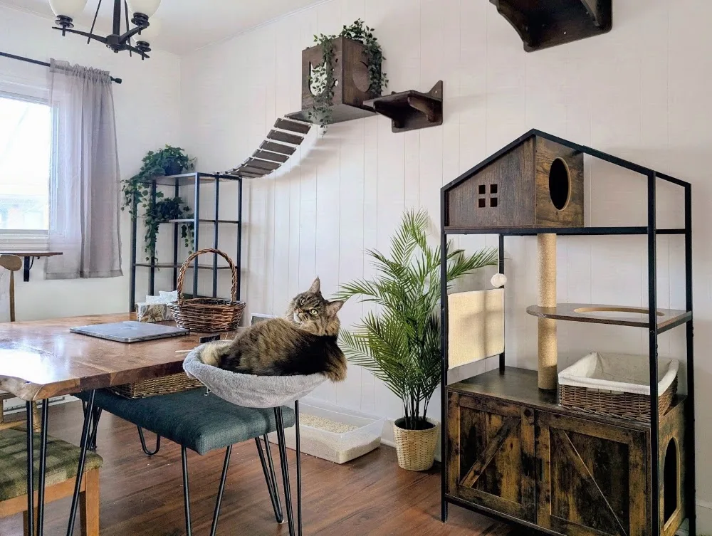 Allo Ronrons, gardiennage de chats à Montréal - Montreal pet otel