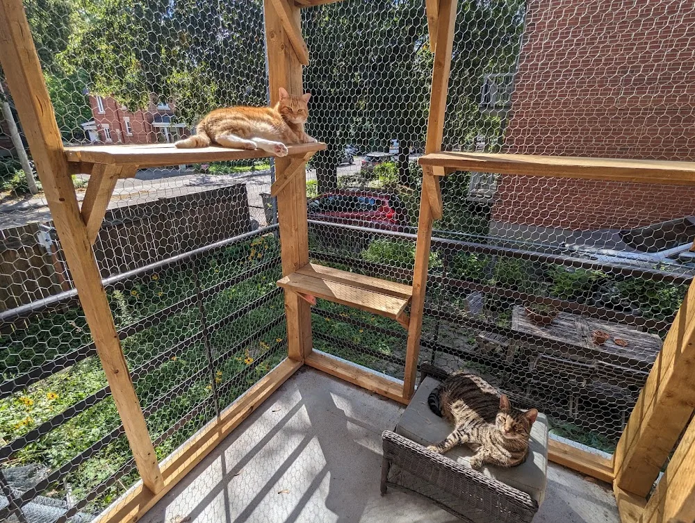 Allo Ronrons, gardiennage de chats à Montréal - Montreal pet otel görseli 3