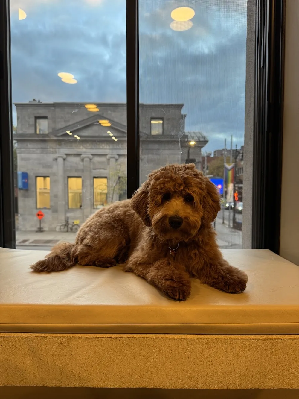 ATD Clubhouse (Pour Tous Les Chiens) - Montreal pet otel