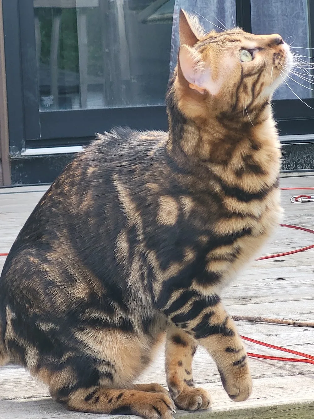 Bengal Borealis - Montreal pet otel görseli 2