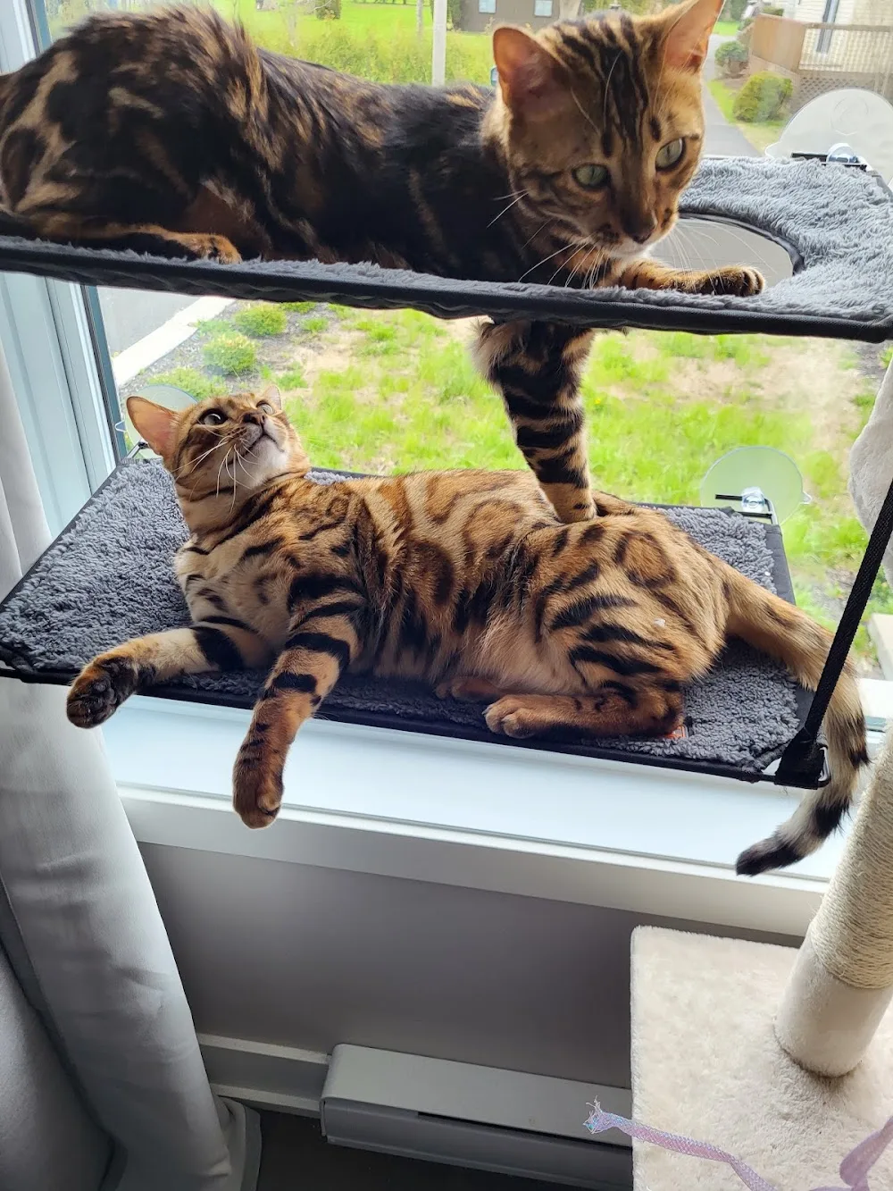 Bengal Borealis - Montreal pet otel görseli 3