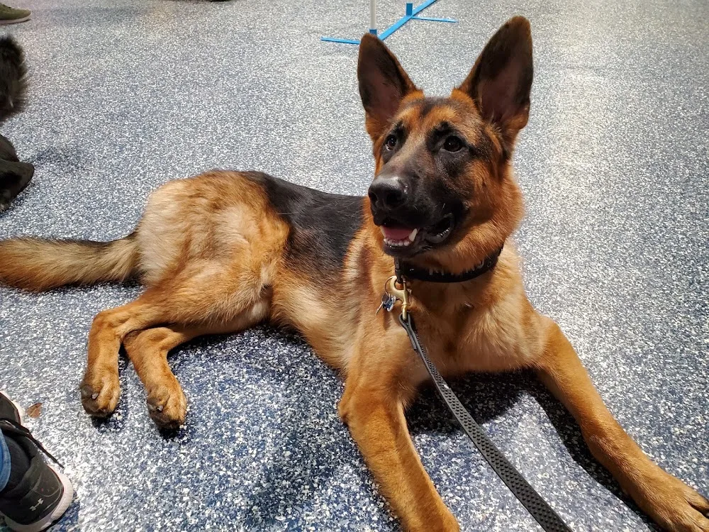 Canine Center Des Ruisseaux - Montreal pet otel görseli 3