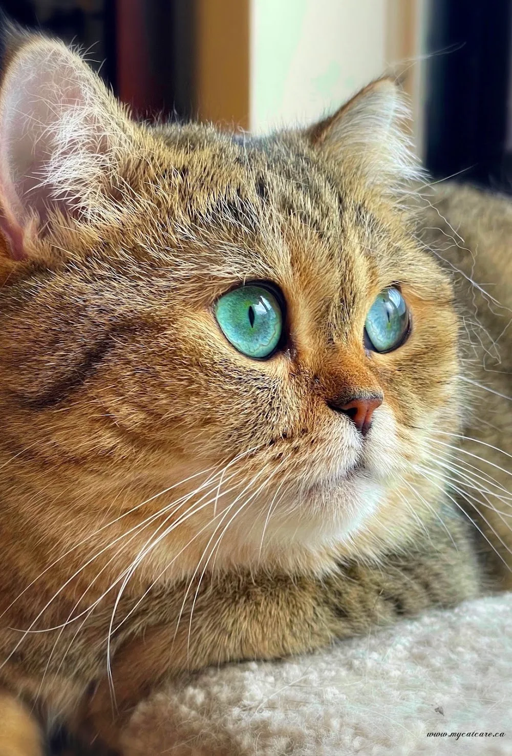 CatCare Pet Sitting Service | West Island - Montreal - Montreal pet otel görseli 3