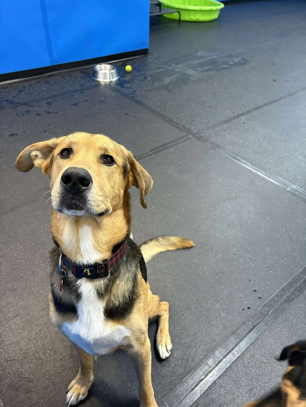 Centre Canin Les Pattes Bleues - Montreal pet otel