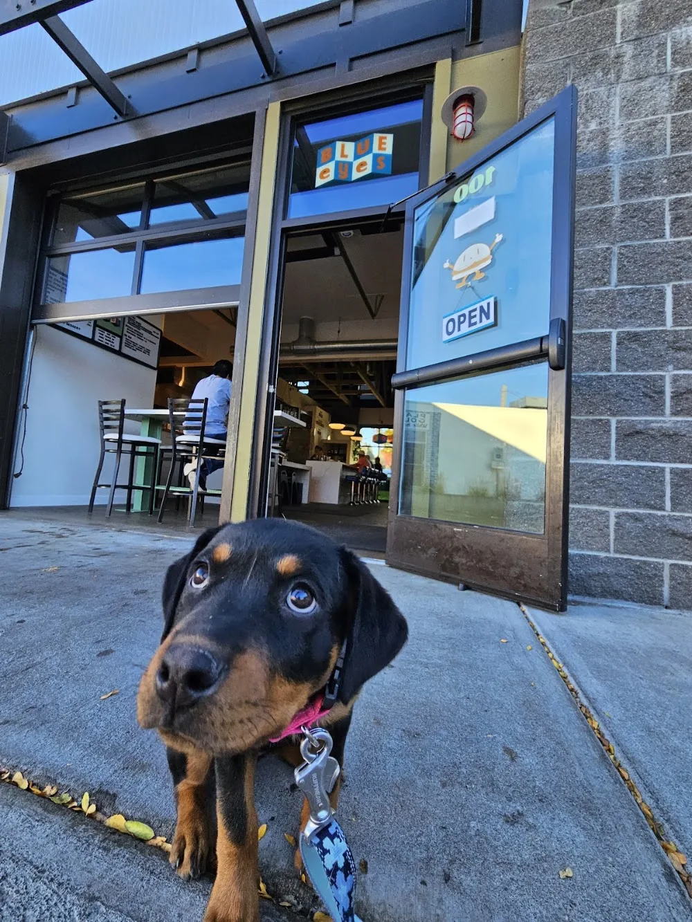 Chez Miaou Pet Sitting - West Island Montreal | Garde d'animaux Ouest-de-l'Île-de-Montréal - Montreal pet otel