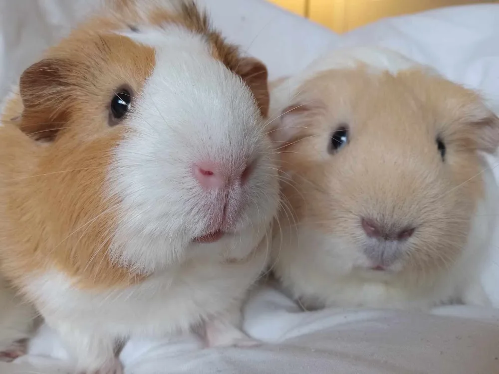 Chez Miaou Pet Sitting - West Island Montreal | Garde d'animaux Ouest-de-l'Île-de-Montréal - Montreal pet otel görseli 3