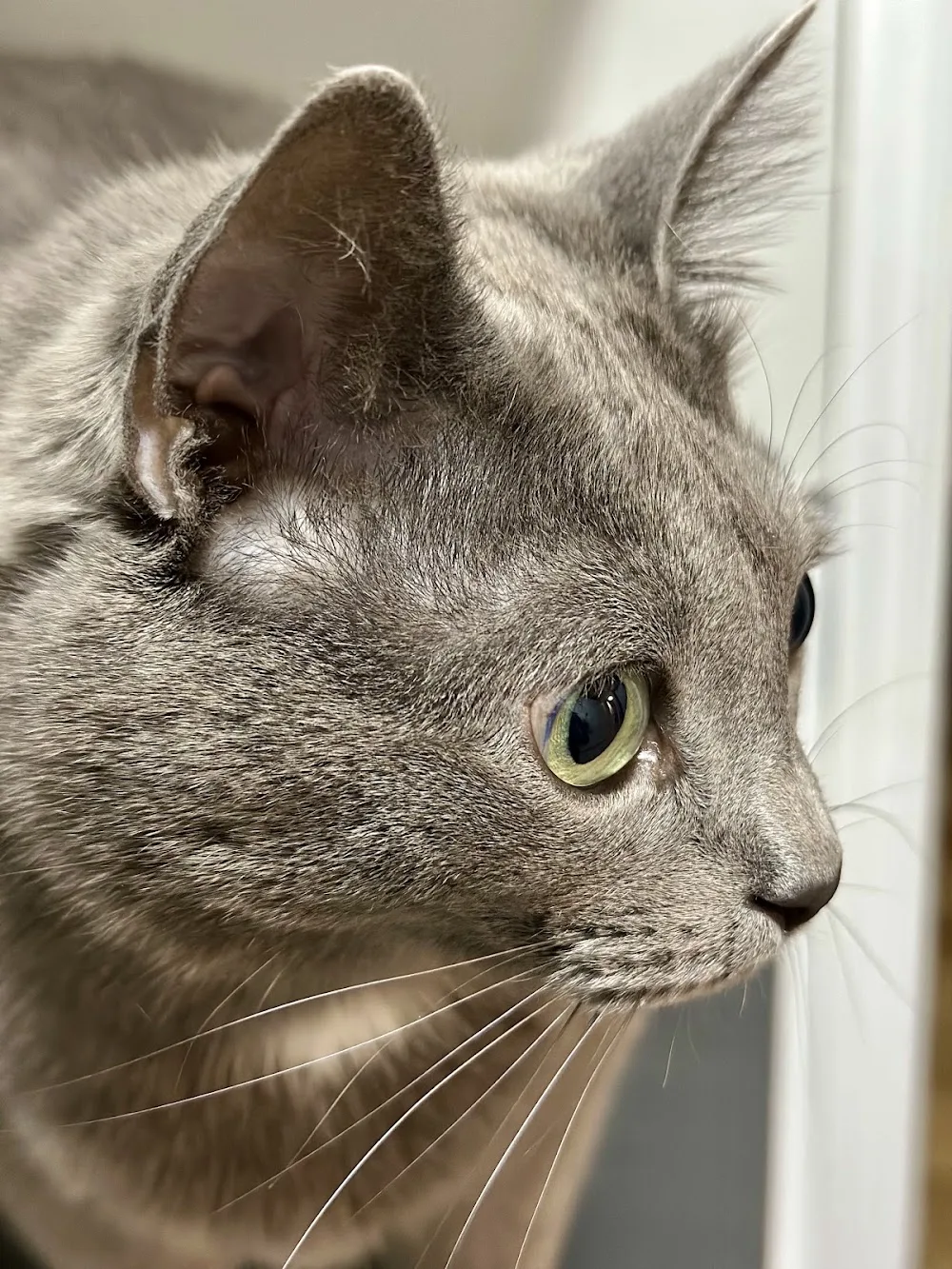 Endless Love For Pets - Montreal pet otel görseli 2