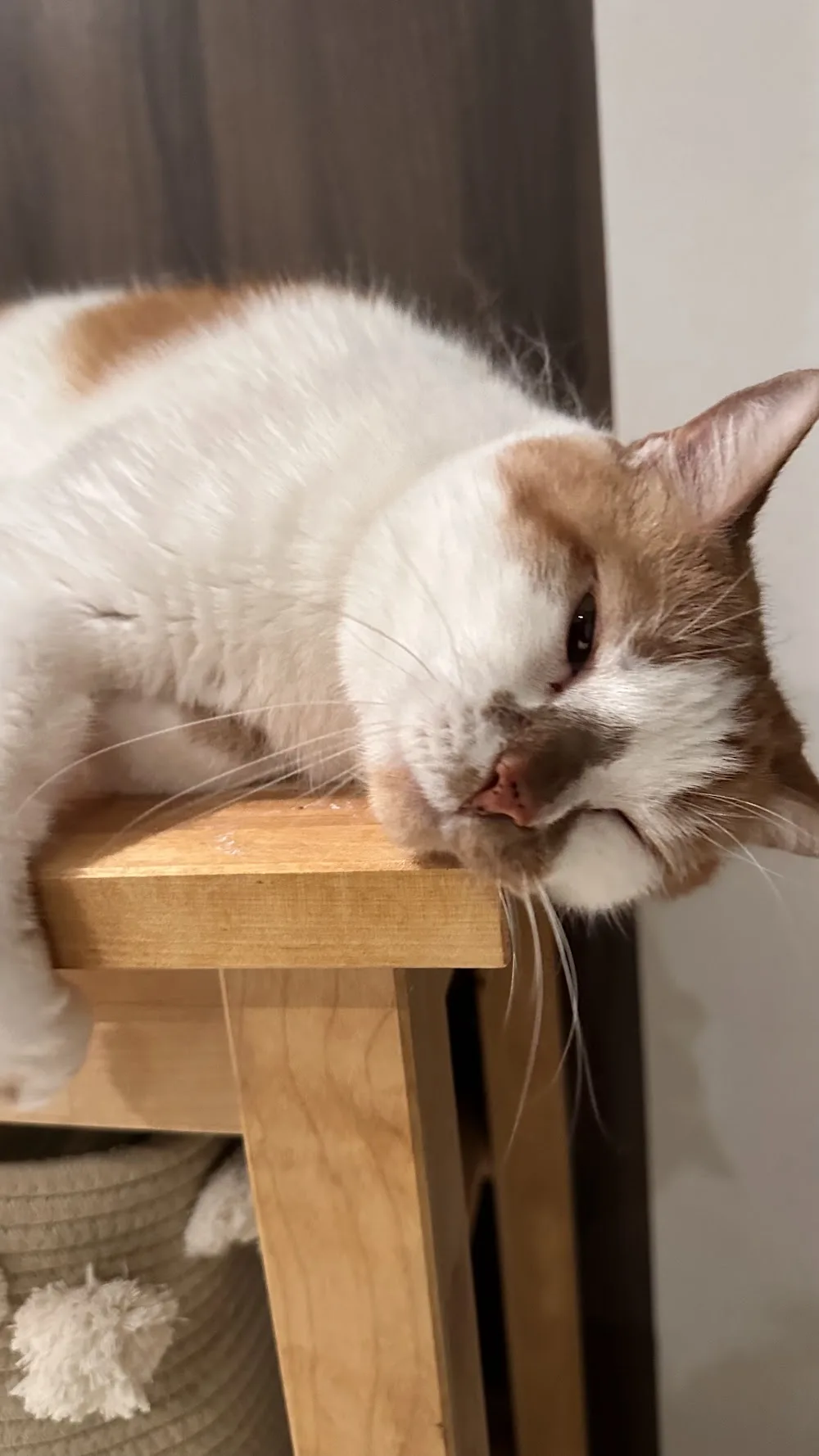 Endless Love For Pets - Montreal pet otel görseli 3
