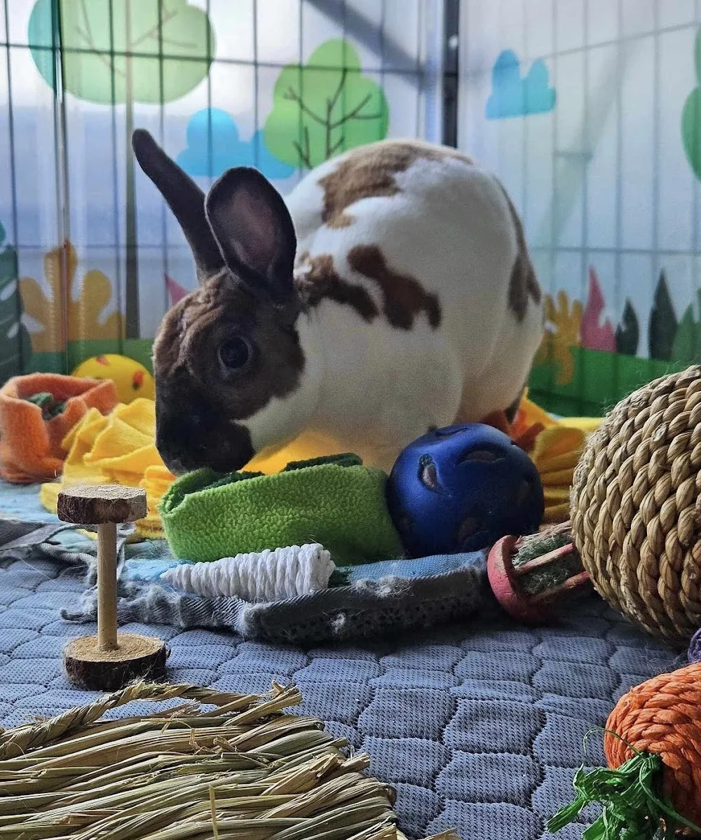Friend for life - Montreal pet otel görseli 2