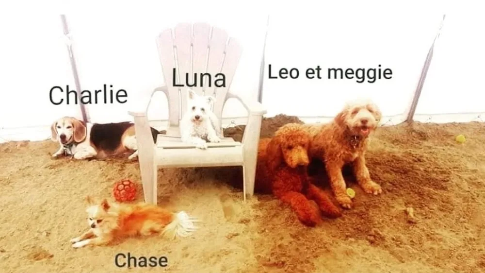 Garderie le Poil aux Pattes - Chiens & Chats - Montreal pet otel