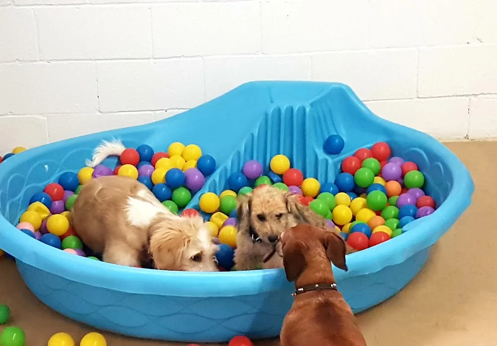 Garderie le Poil aux Pattes - Chiens & Chats - Montreal pet otel görseli 3