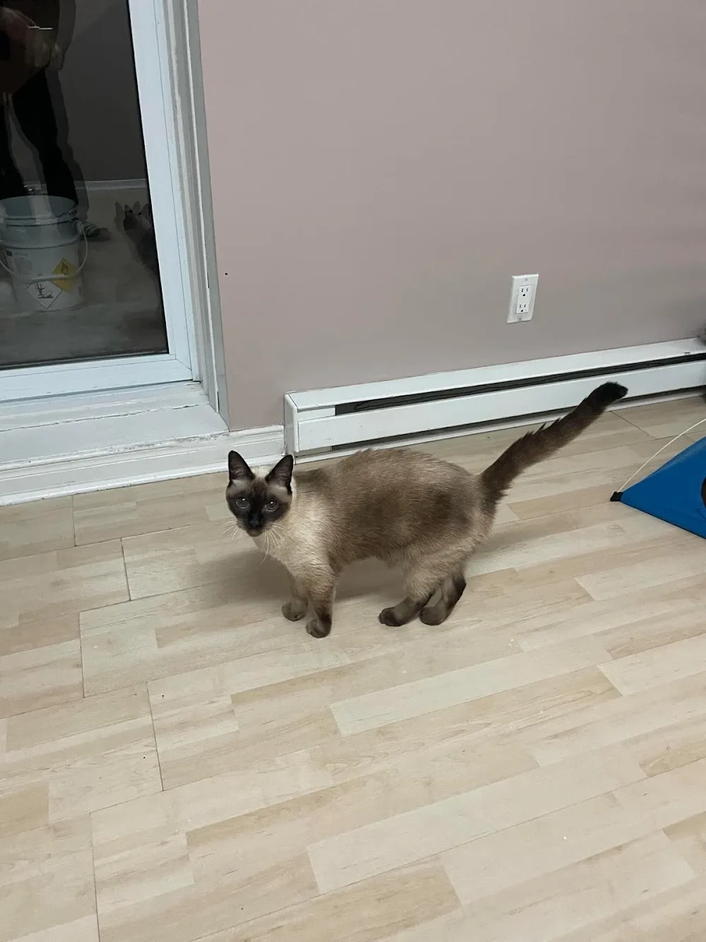 Maisonfpa exclusivement pour chats. - Montreal pet otel görseli 3
