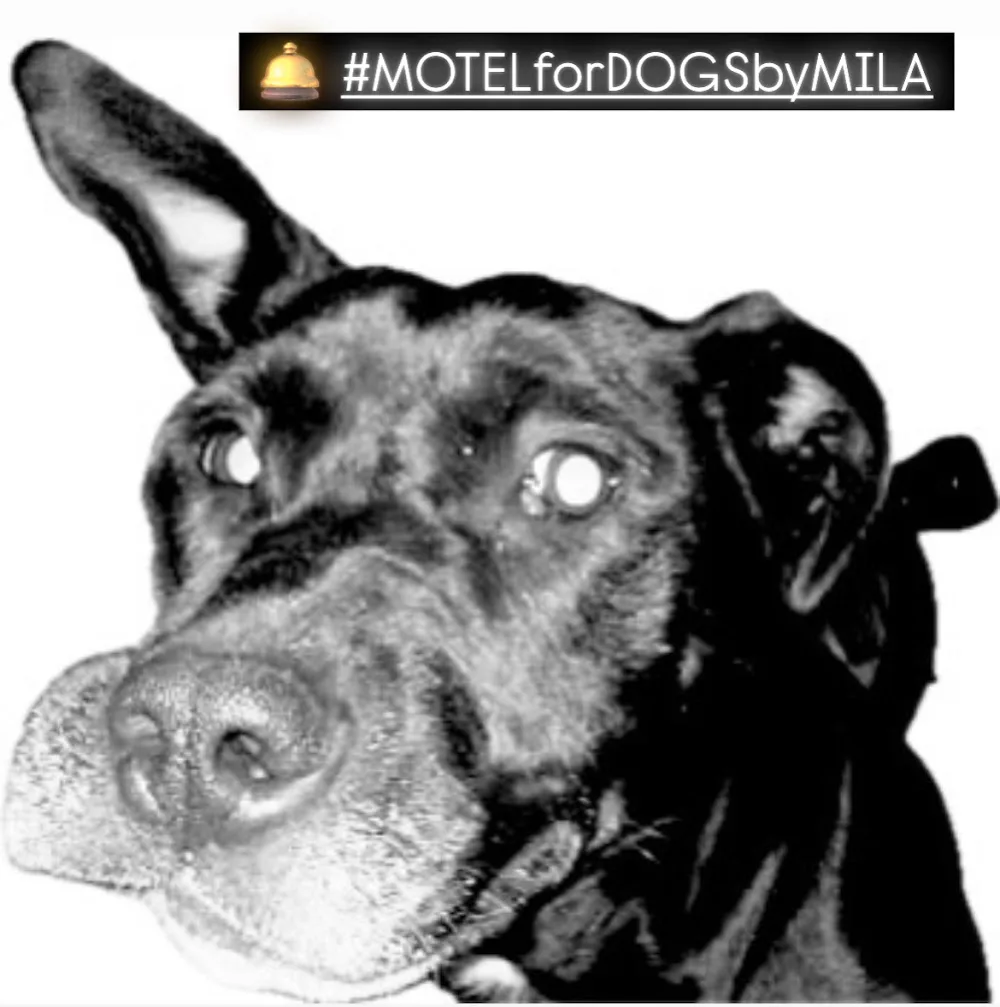 Motel for Dogs byMila - Montreal pet otel görseli 3