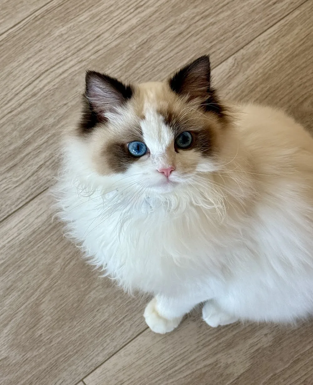 Ragdoll Cattery Institute of Montreal - Montreal pet otel
