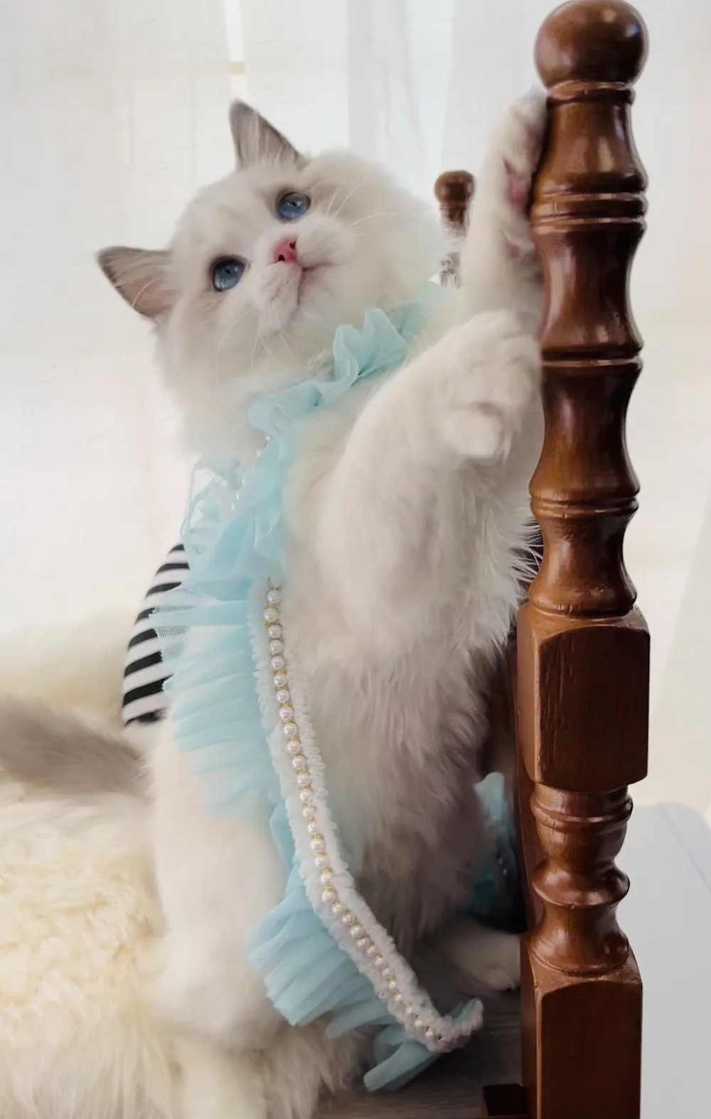 Ragdoll Cattery Institute of Montreal - Montreal pet otel görseli 3