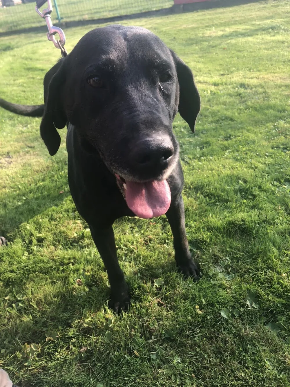 Dog Shelter Sedliste - Moravskoslezský kraj pet otel görseli 3