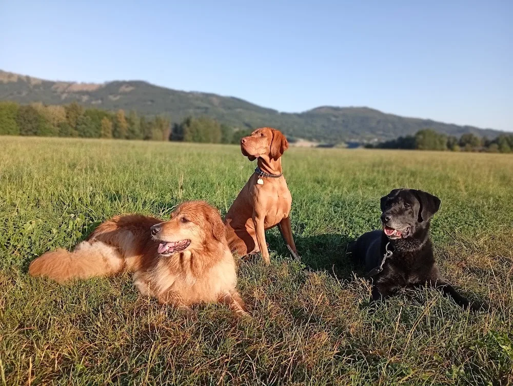 DogResort Čeladná - Moravskoslezský kraj pet otel