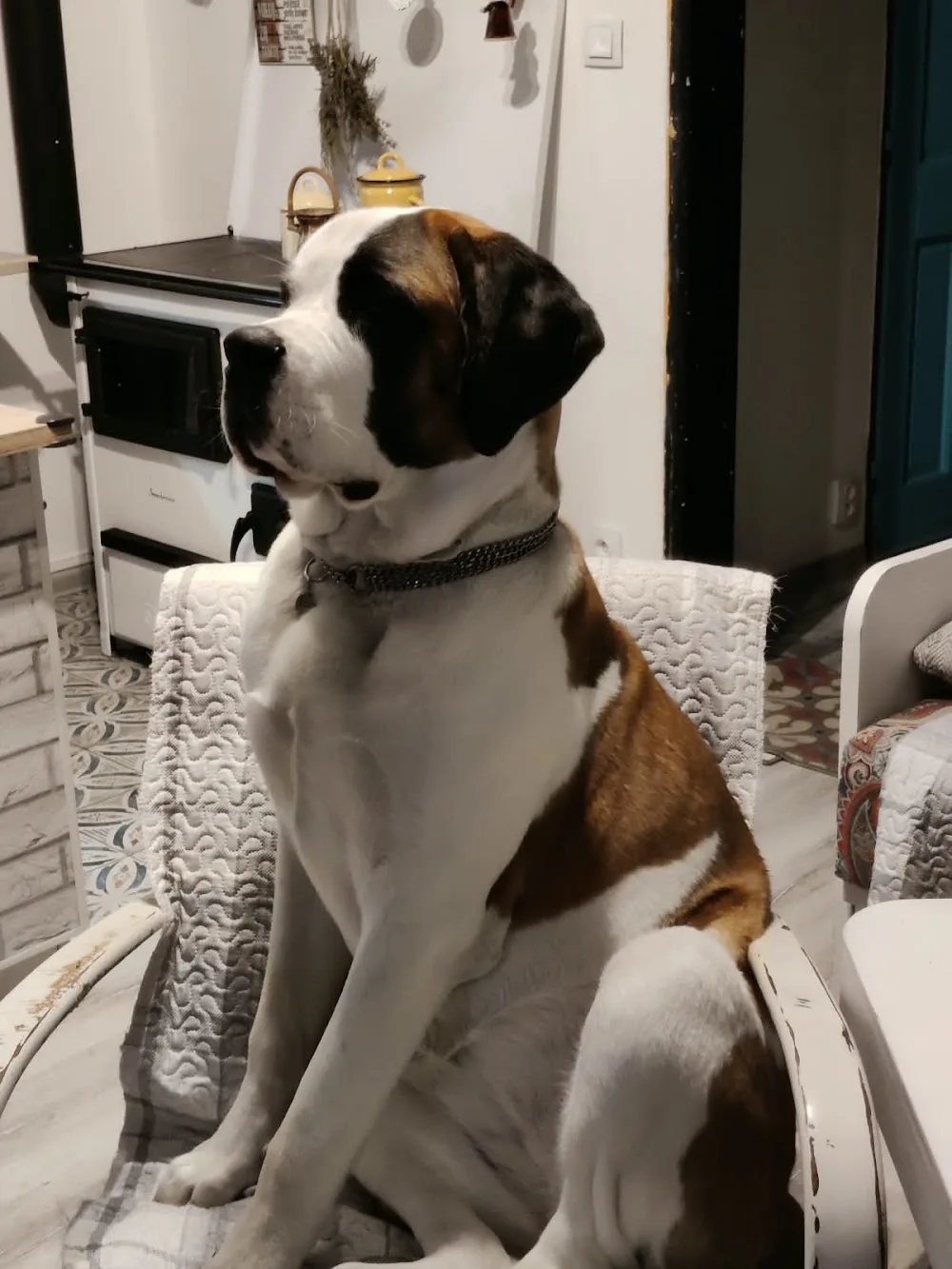 DogResort Čeladná - Moravskoslezský kraj pet otel görseli 3