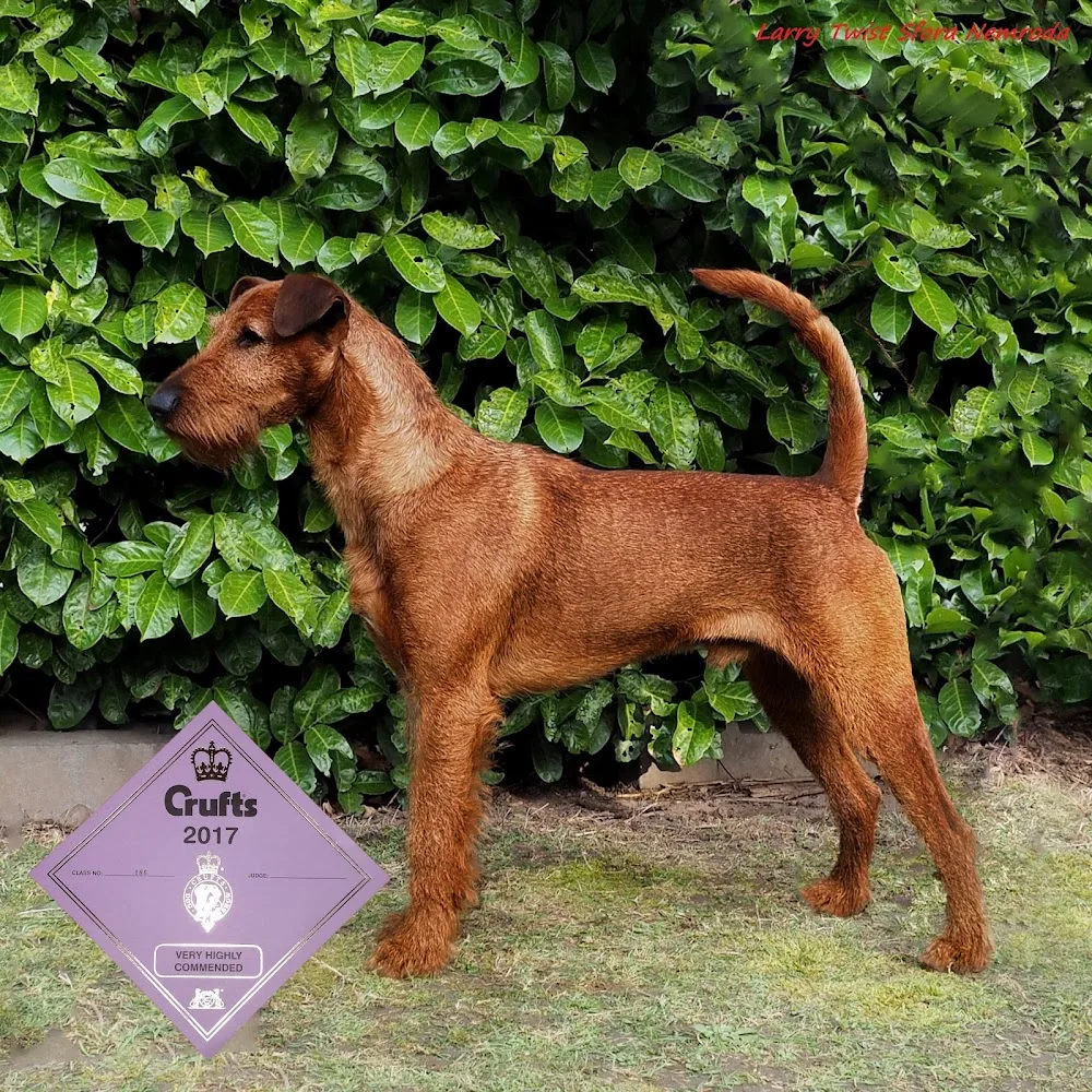 Forest Irish Kennel - Moravskoslezský kraj pet otel görseli 5