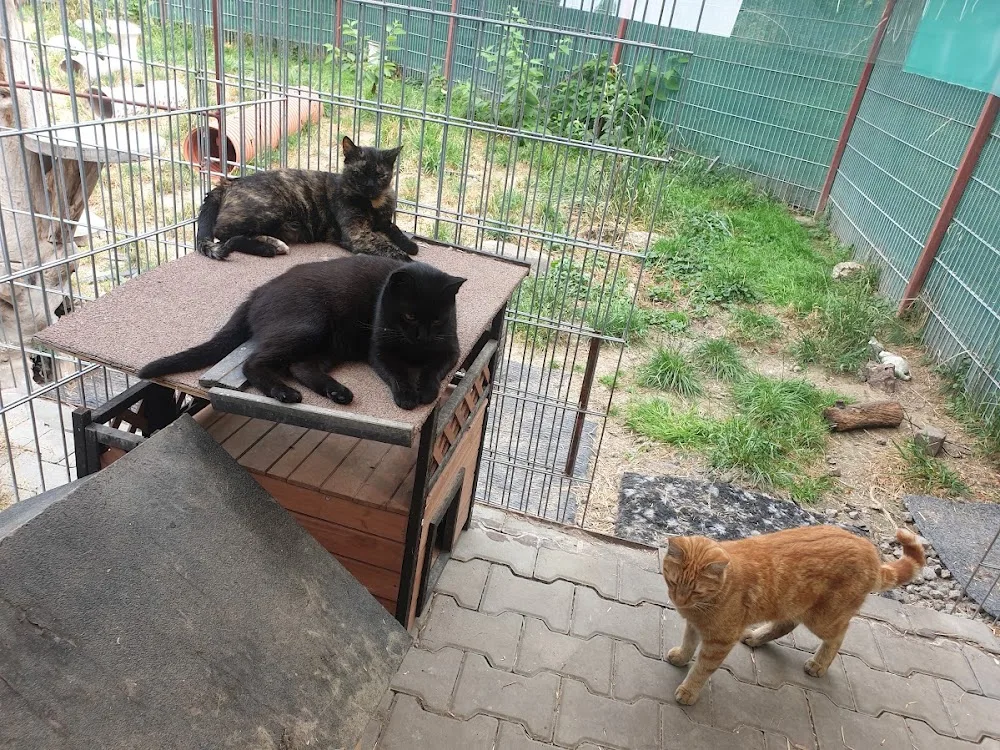 Kočičky u Niky z.s. - Moravskoslezský kraj pet otel