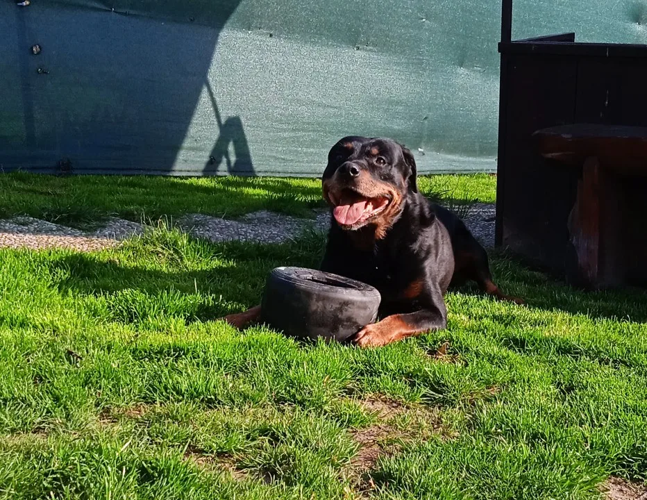 Psí hotel Frebra - Moravskoslezský kraj pet otel görseli 6