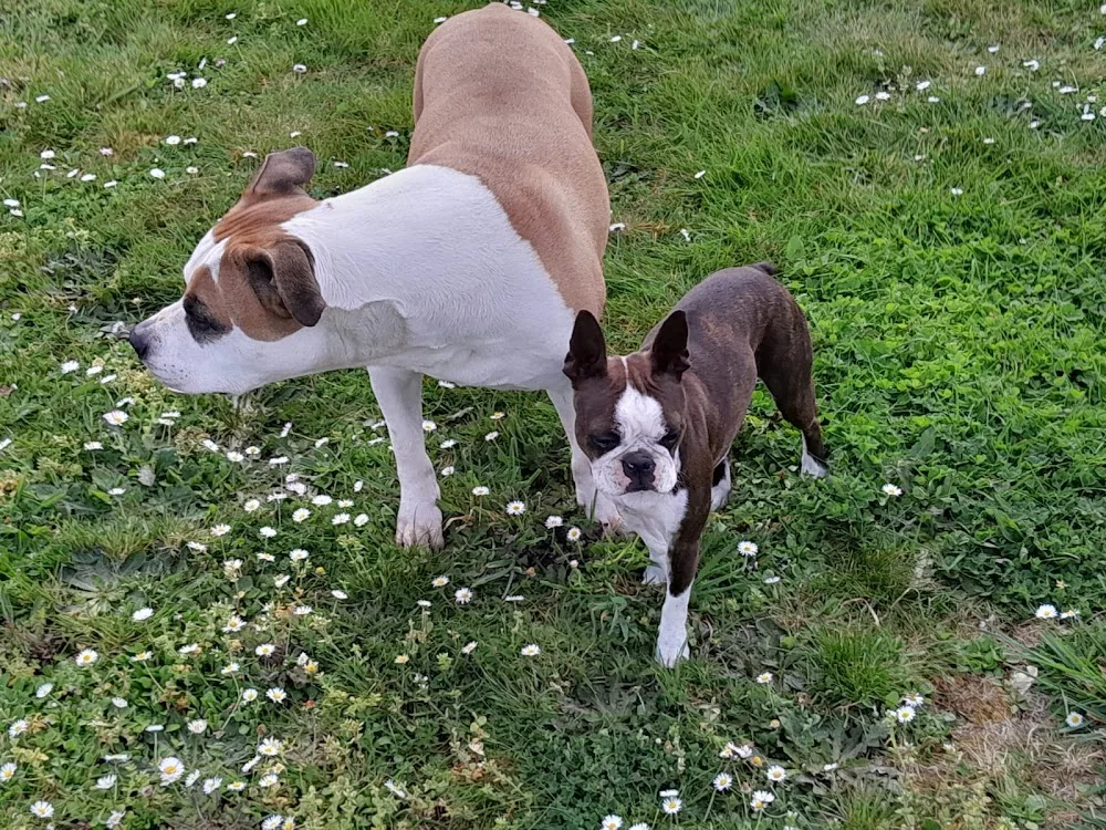 BULL'S II GUM: Pension familiale pour chiens - Morbihan pet otel