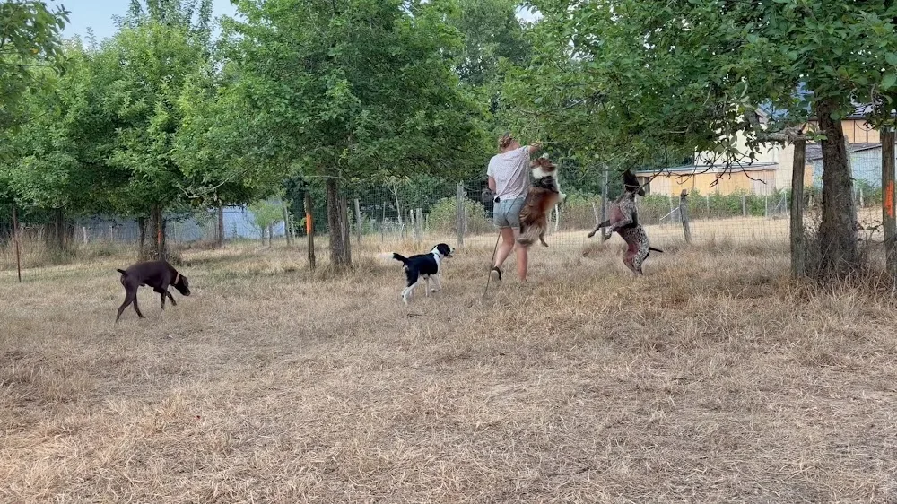 Ker Wouf - Pension canine - Dog sitting - Garde de chiens - Morbihan pet otel