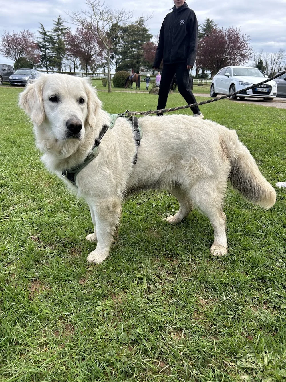 Les petits chiens de bergers - Morbihan pet otel görseli 2