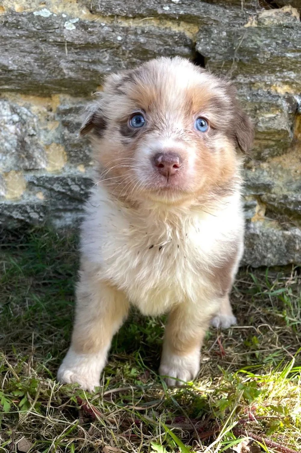 Les petits chiens de bergers - Morbihan pet otel görseli 3