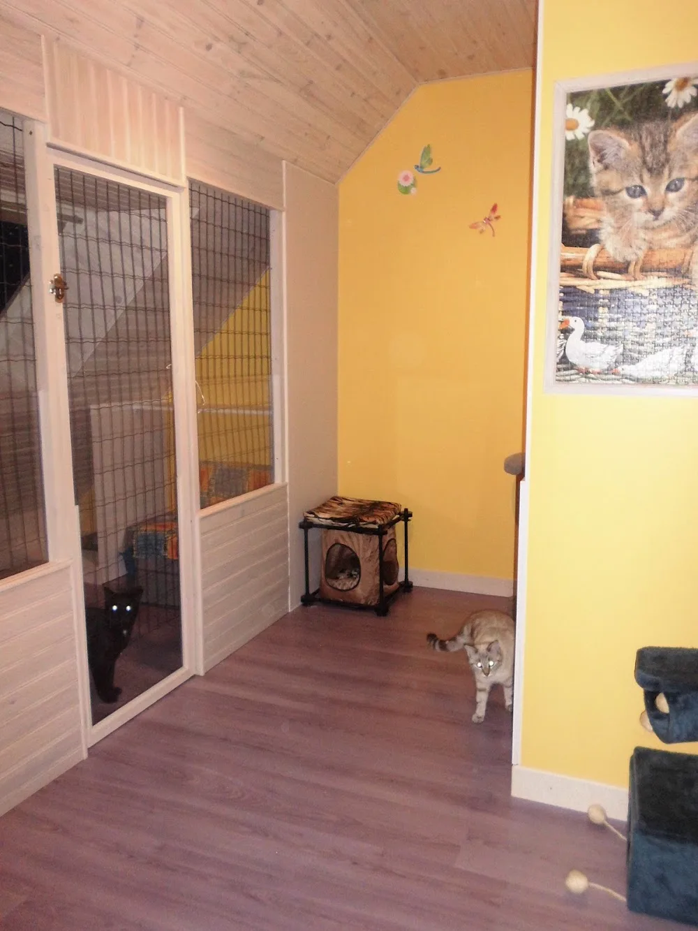 Mayou-Garde - Morbihan pet otel