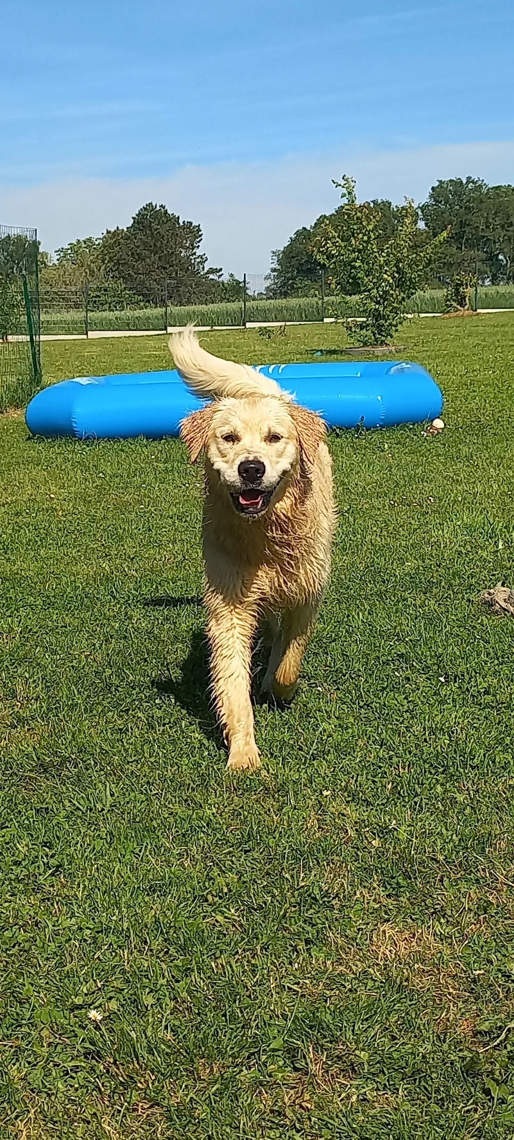 Pension canine familiale Croc la vie - Morbihan pet otel görseli 2